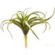 Air Plant - Tillandsia harrisii