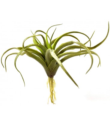 Air Plant - Tillandsia harrisii