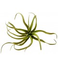 Air Plant - Tillandsia harrisii