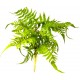 Boston Fern - Nephrolepis exaltata