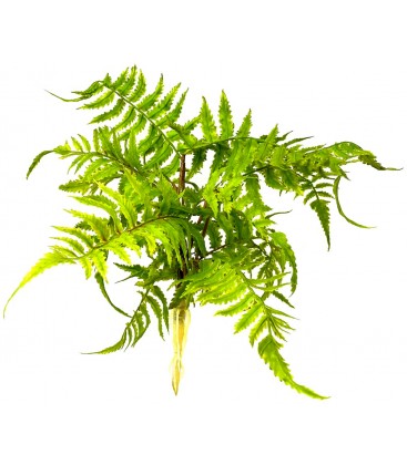 Boston Fern - Nephrolepis exaltata