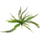 Sword Fern - Polystichum munitum