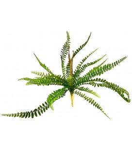 Sword Fern