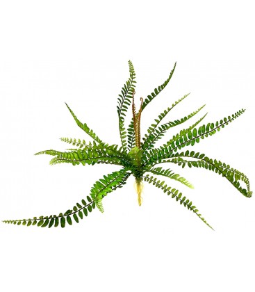 Sword Fern - Polystichum munitum