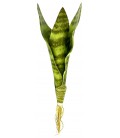 Snake Plant - Zeylanica