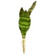 Snake Plant - Zeylanica