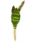 Snake Plant - Zeylanica