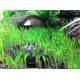 Terrarium Grass