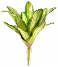 Bromeliad - Variegated