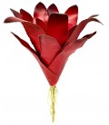 Bromeliad - Fireball