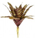 Bromeliad - Red Chestnut