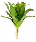 Bromeliad - Selecta