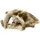 Naturalistic Skull - Saber-tooth
