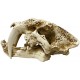 Naturalistic Skull - Saber-tooth