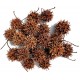 Sweet Gum Seed Pods