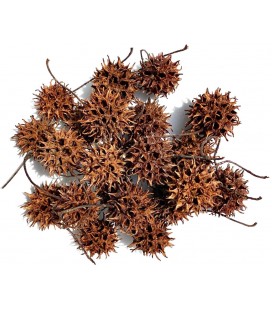 Sweet Gum Seed Pods