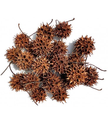 Sweet Gum Seed Pods