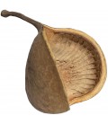 Biodegradables - Buddha Nut Pod