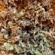 Premium Sphagnum Moss