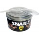 Canned Snails