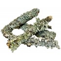 Biodegradables - Dead Wood Lichen