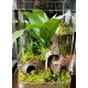 Tarantula Enclosure - Arboreal