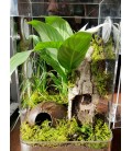 Tarantula Enclosure - Arboreal