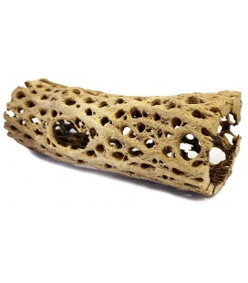 Cholla Cactus Wood - X-Small