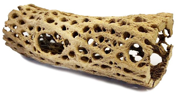 Lugarti Cholla Cactus Wood
