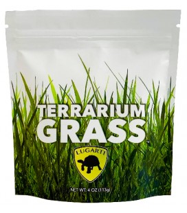 Terrarium Grass